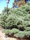 photo of pine trees